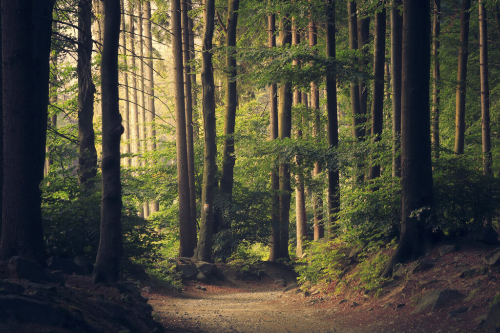 sentiero che attraversa un bosco